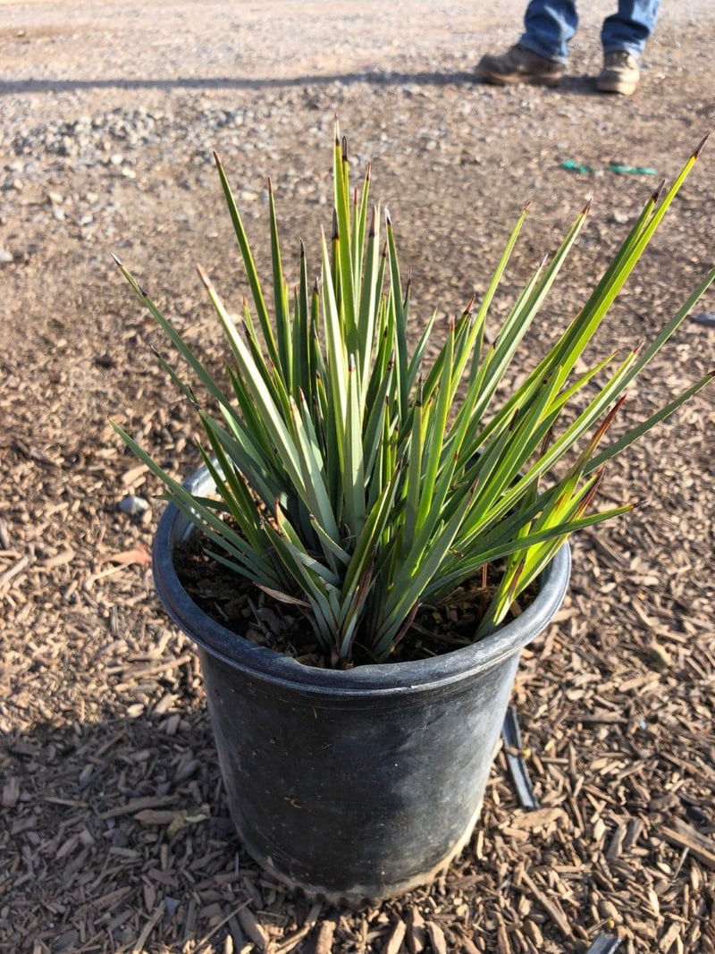 Photo for Dianella revoluta (Revoluta Flax Lily)