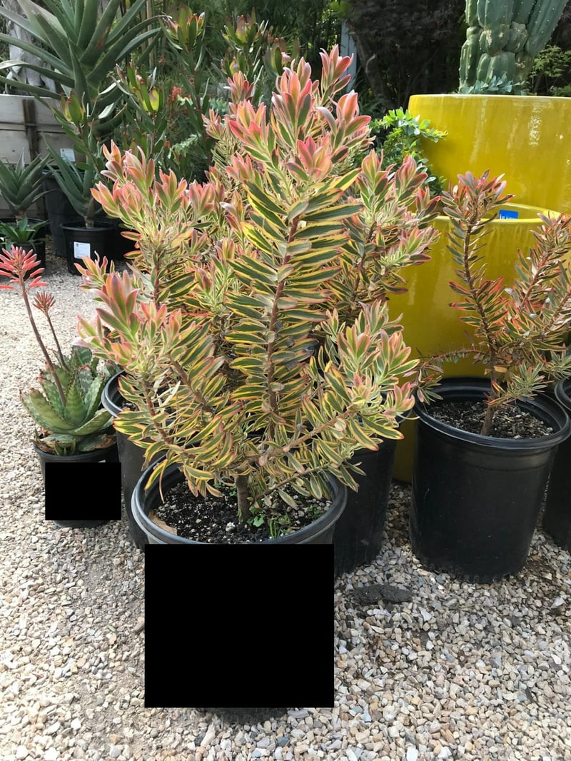 Photo for Leucadendron 'Jester' (Jester Conebush)