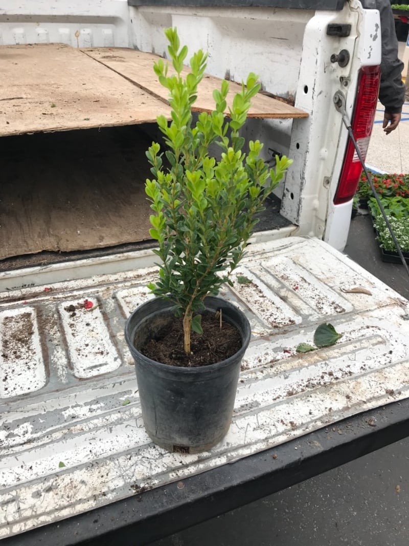 Photo for Buxus microphylla japonica 'Winter Gem' (Winter Gem Boxwood)