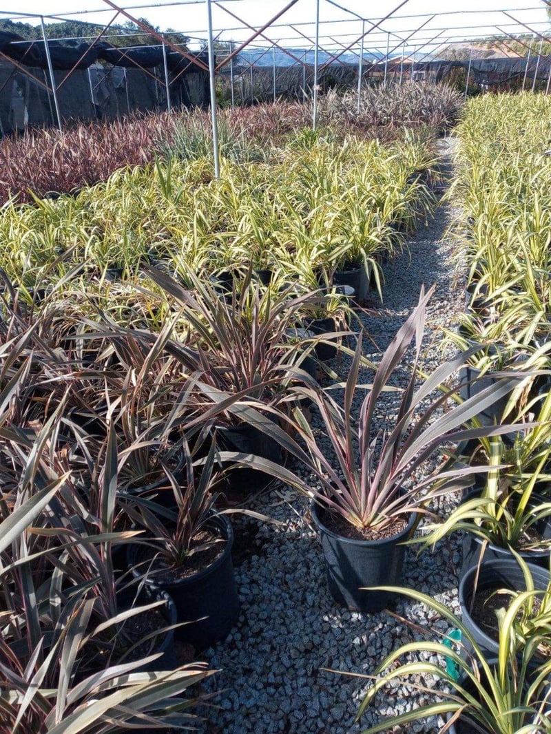 Photo for Phormium 'Pink Stripe' (Pink Stripe New Zealand Flax)