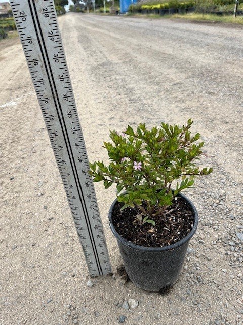 Photo for Cuphea hyssopifolia (Mexican Heather)