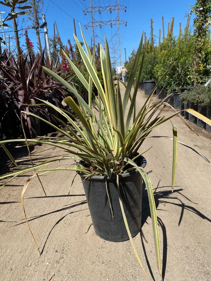 Photo for Phormium x 'Duet' (Duet Dwarf Variegated Flax)