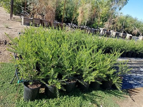 Photo for Callistemon viminalis 'Slim' (Slim Bottle Brush)
