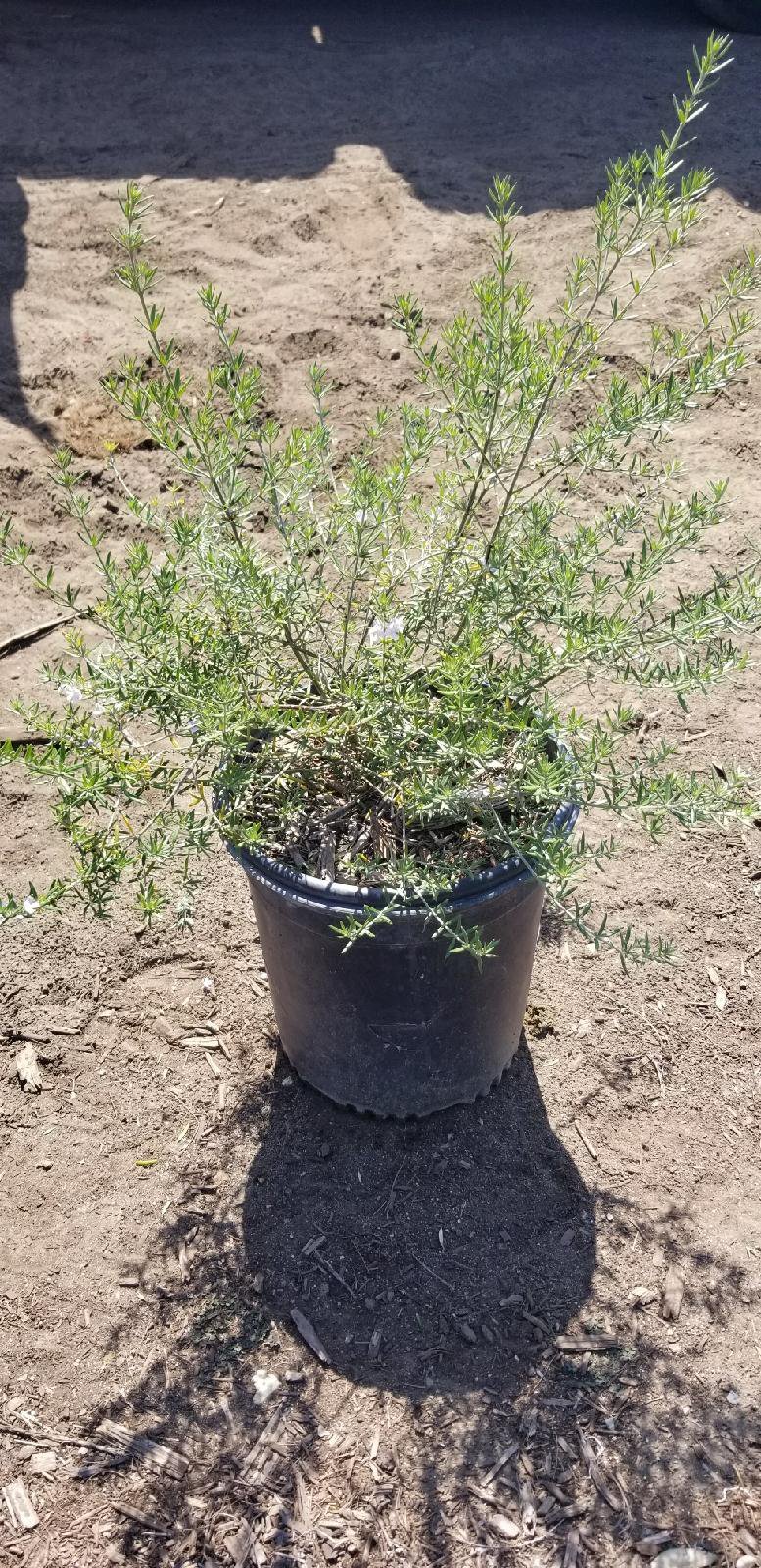 Photo for Westringia fruticosa 'Blue Gem' (Blue Gem Coast Rosemary)