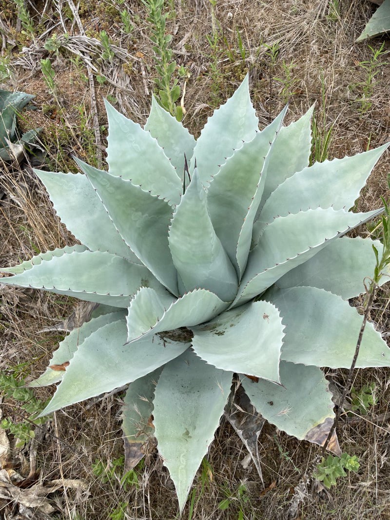 Photo for Agave ovatifolia (Whale's Tongue Agave)