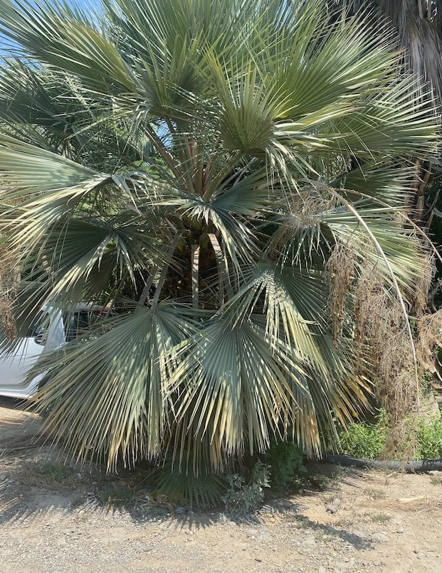 Photo for Sabal 'Riverside' (Riverside hybrid Sabal)