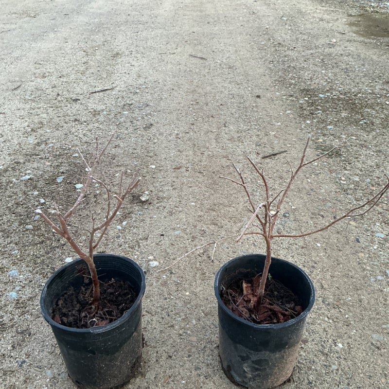Photo for Rhus aromatica 'Gro-Low' (Gro-Low Fragrant Sumac)