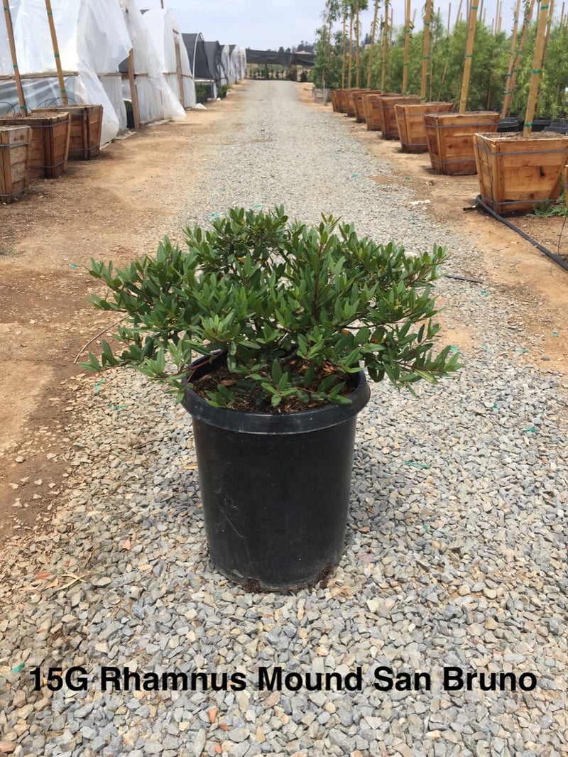 Photo for Frangula californica (Rhamnus californica) 'Mound San Bruno' (Mound San Bruno Coffeeberry)