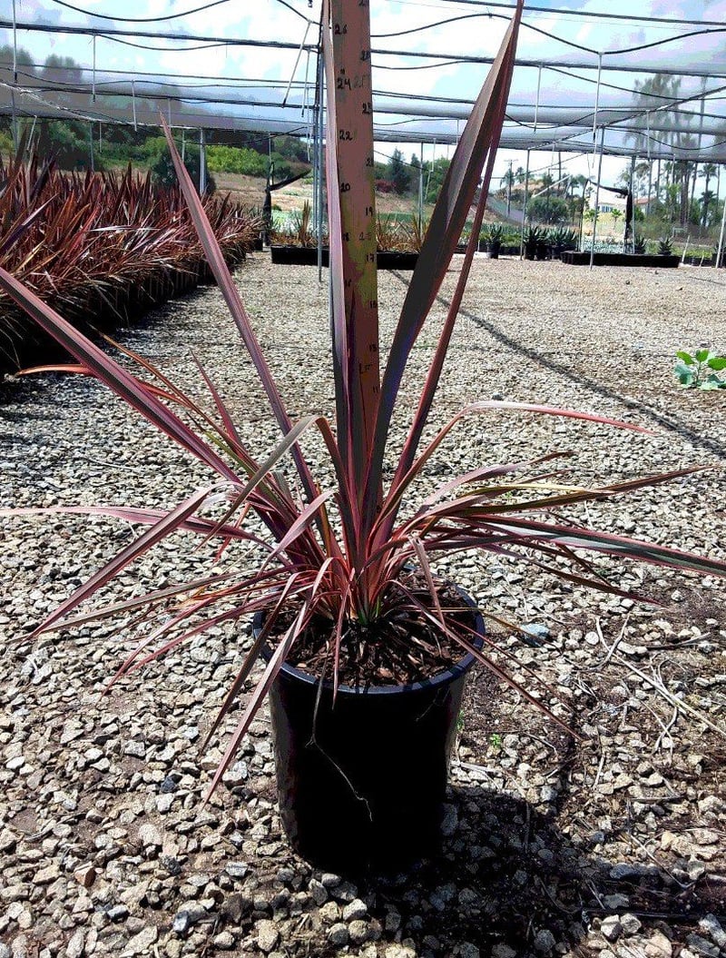 Photo for Phormium 'Maori Sunrise' ('Rainbow Sunrise') (Maori Sunrise New Zealand Flax)