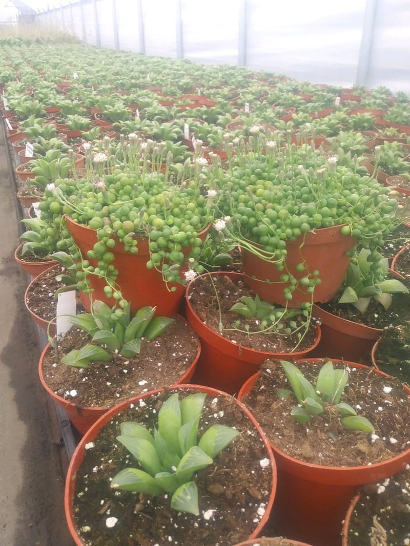 Photo for Senecio rowleyanus (String of Pearls)