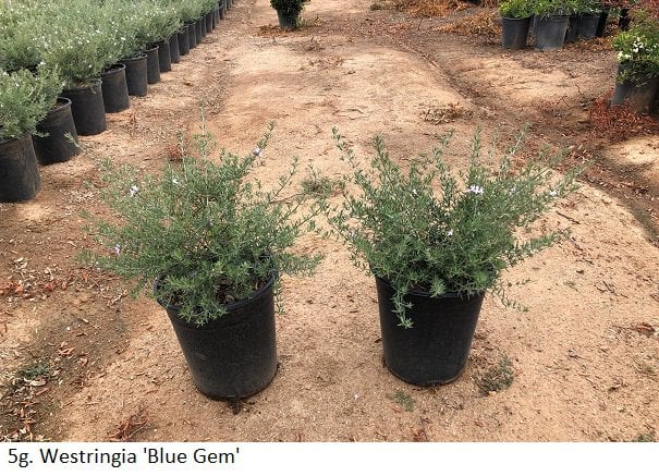 Photo for Westringia fruticosa 'Blue Gem' (Blue Gem Coast Rosemary)