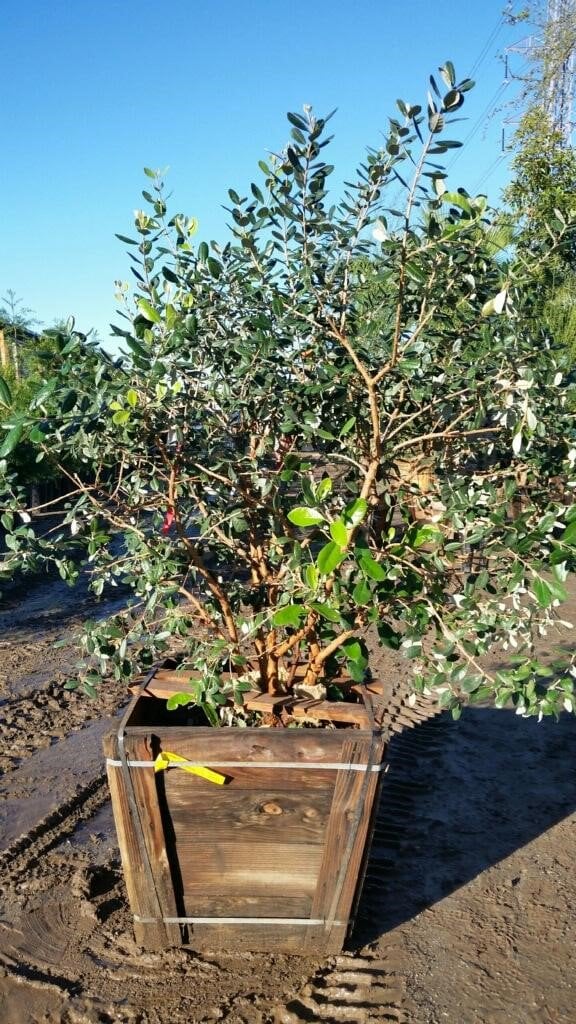 Photo for Acca sellowiana (Multi) (Pineapple Guava)
