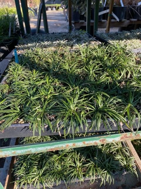 Photo for Ophiopogon japonicus 'Nana' (Dwarf Mondo Grass)
