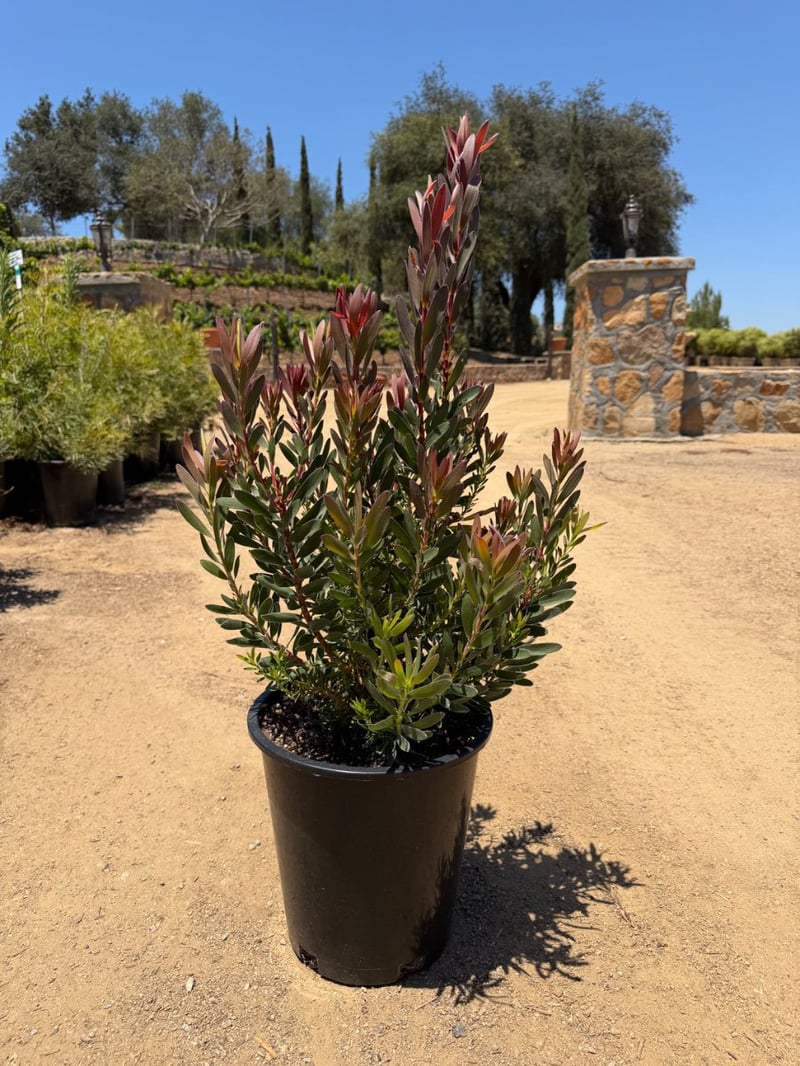 Photo for Leucadendron hybrid ‘Safari Sunset’ (Safari Sunset Conebush)