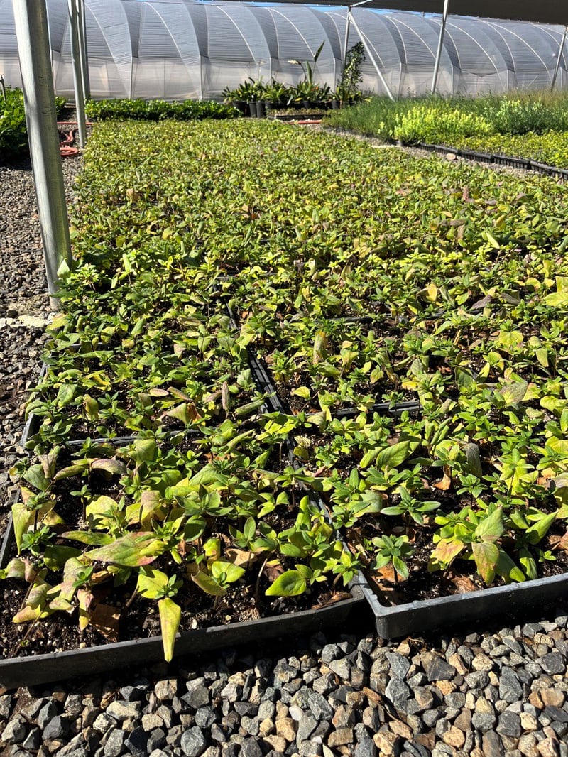 Photo for Lonicera japonica (Japanese Honeysuckle)