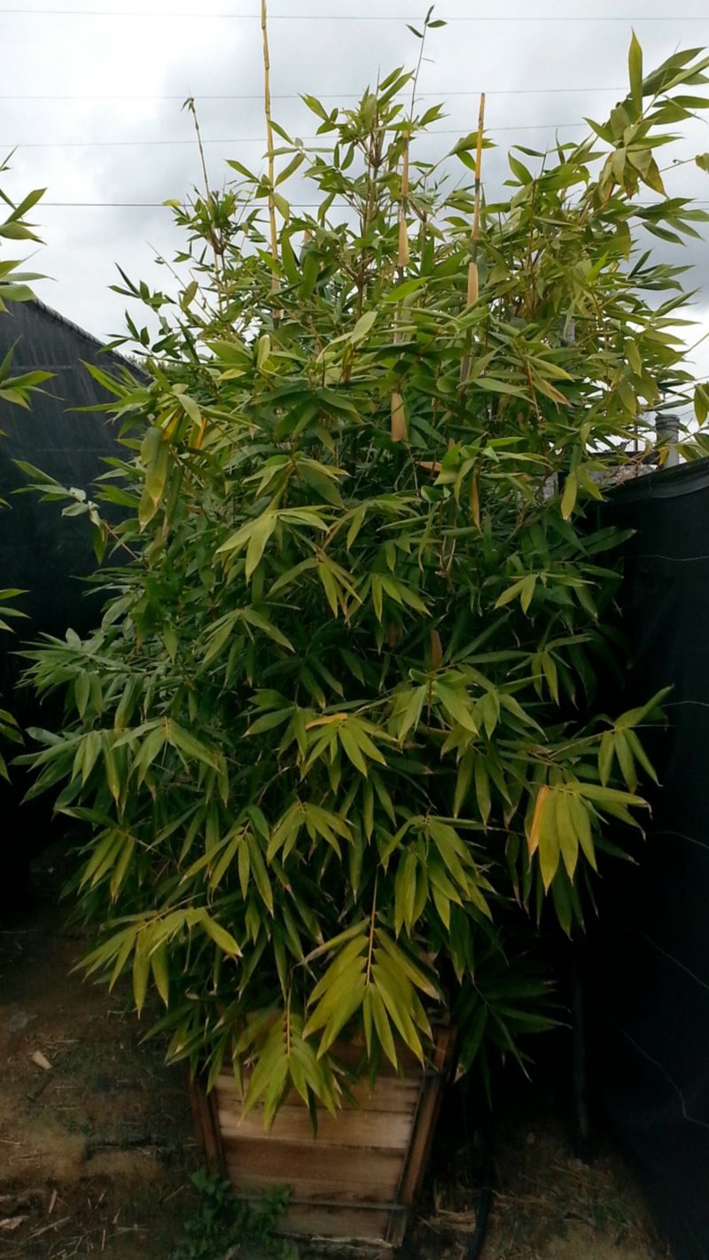 Photo for Bambusa oldhamii (Giant Timber Bamboo)