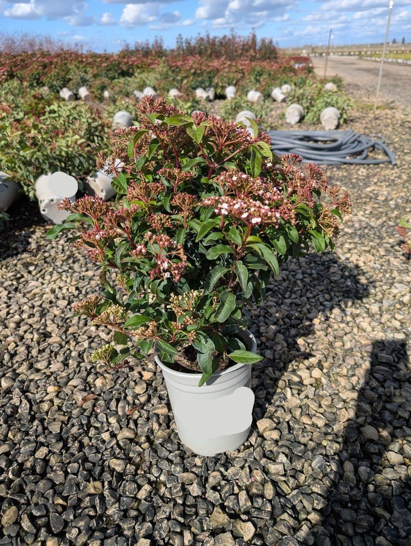 Photo for Viburnum davidii (David Viburnum)