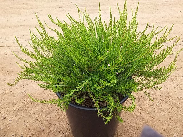 Photo for Coleonema pulchellum (Pink Breath of Heaven)