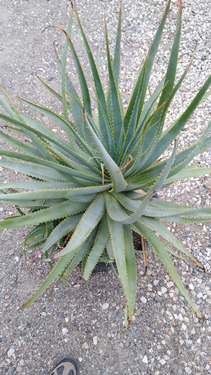 Photo for Aloe salm-dyckiana (Salm-Dyckiana Aloe)