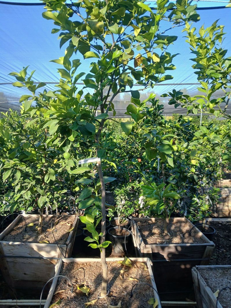 Photo for Citrus limon 'Eureka' (Eureka Lemon)