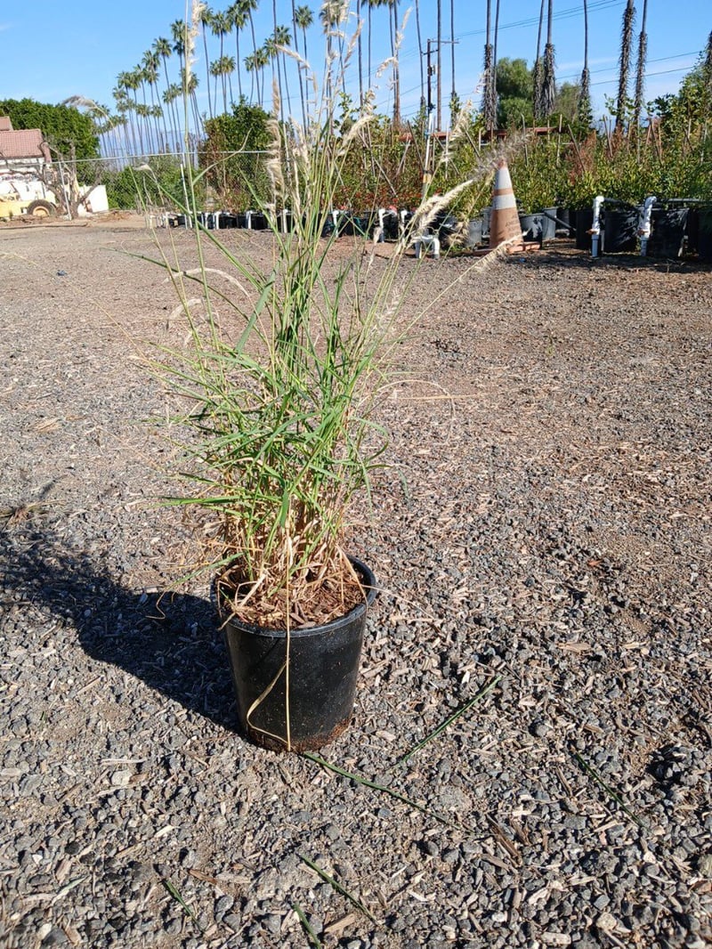 Photo for Pennisetum orientale 'Karley Rose' (Oriental Fountain Grass)