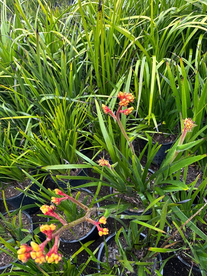 Photo for Anigozanthos 'Bush Gold' (Yellow Kangaroo Paw)