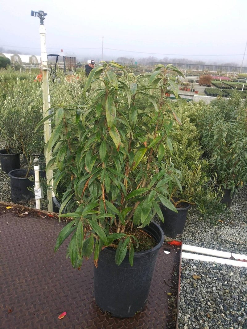 Photo for Carpenteria californica 'Elizabeth' (Elizabeth Bush Anemone)
