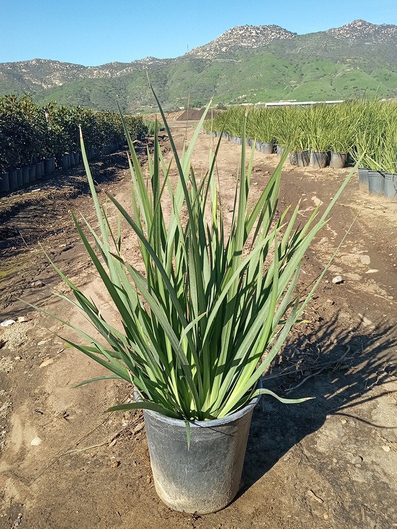 Photo for Dietes grandiflora (Fortnight Iris)