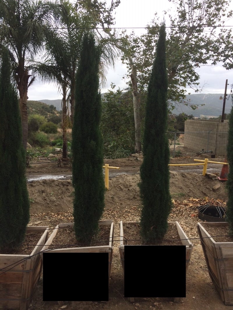 Photo for Cupressus sempervirens 'Monshel'/'Dwarf' (Dwarf Italian Cypress)