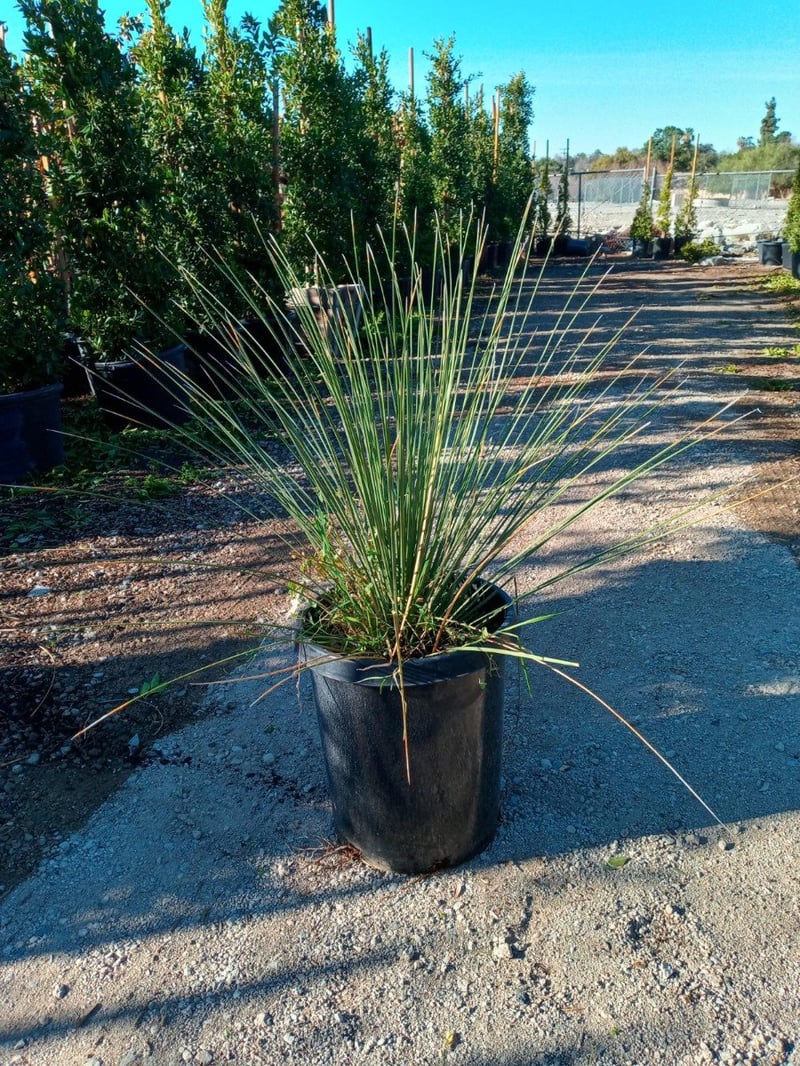 Photo for Dasylirion longissimum (Mexican Grass Tree)