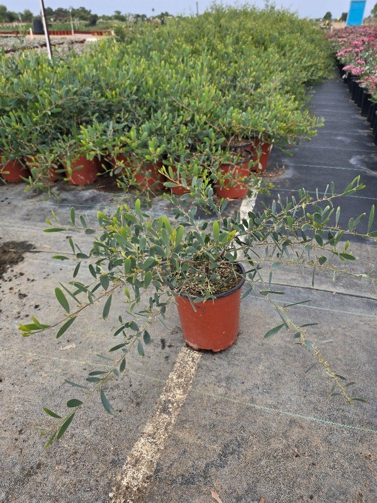 Photo for Acacia redolens 'Low Boy' (Prostrate Acacia)