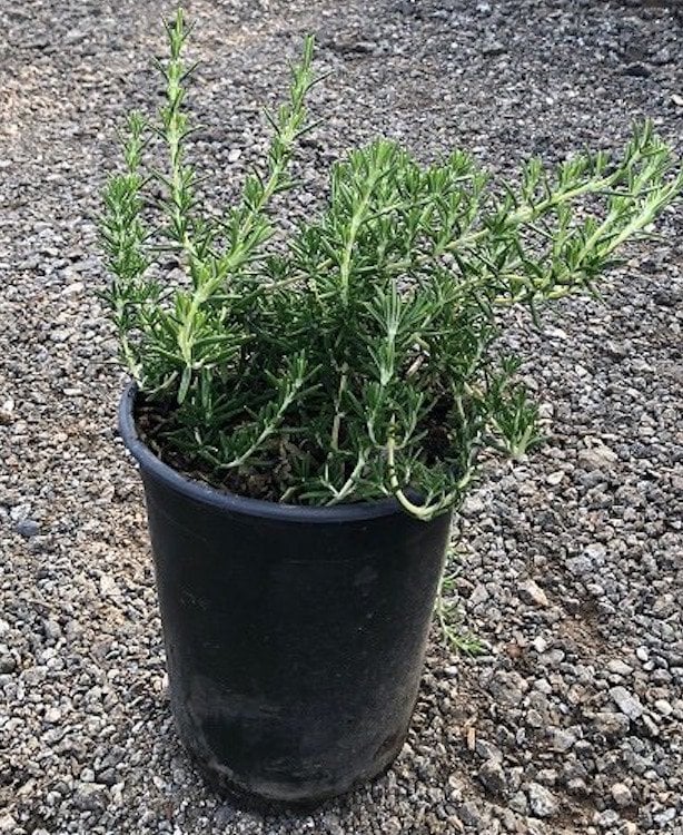 Photo for Rosmarinus officinalis 'Prostratus' (Trailing Rosemary)