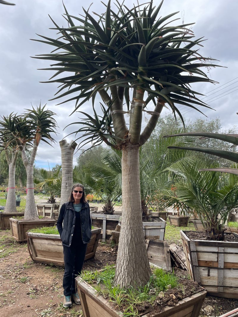 Photo for Aloe 'Hercules' (Hercules Aloe)