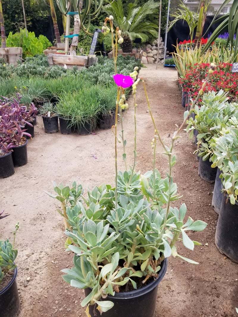Photo for Calandrinia grandiflora (Rock Purslane)