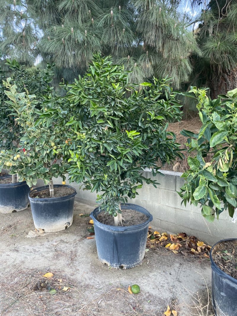 Photo for Citrus reticulata 'Clementine' (Clementine Mandarin Orange)