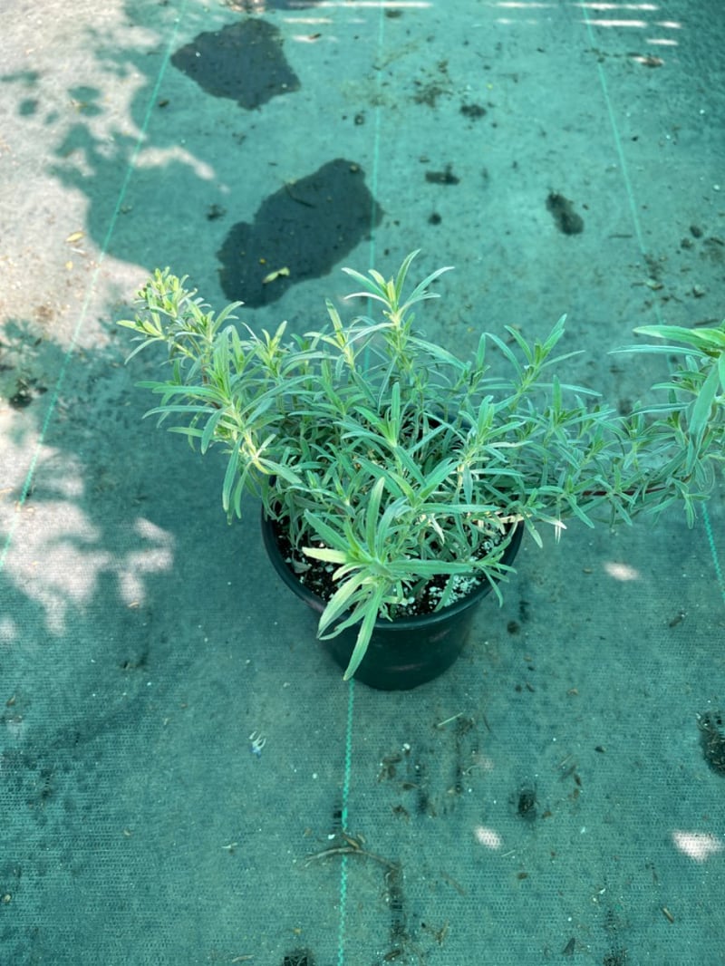 Photo for Epilobium canum (California fuscia)