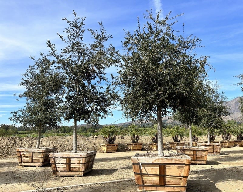 Photo for Quercus agrifolia (Standard) (Coast Live Oak)