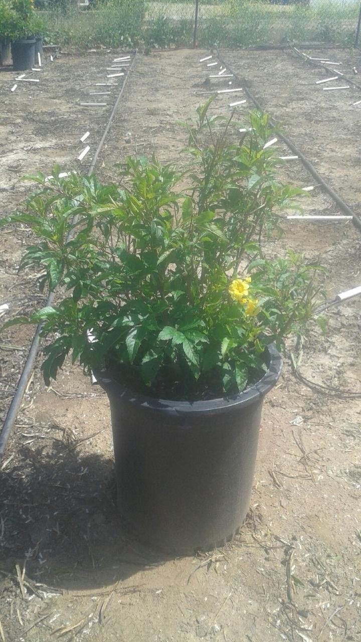 Photo for Tecoma stans 'Gold Star' (Gold Star Yellow Bells)