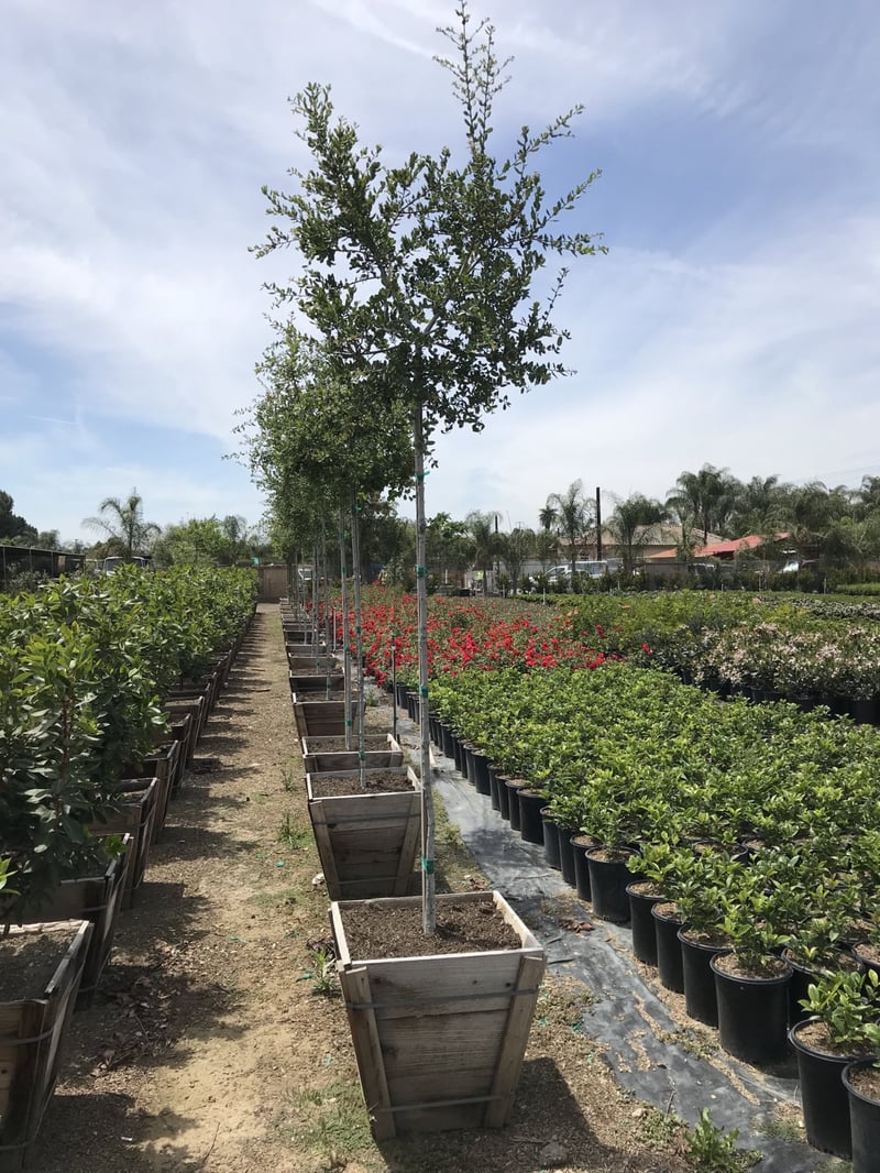 Photo for Quercus agrifolia (Standard) (Coast Live Oak)