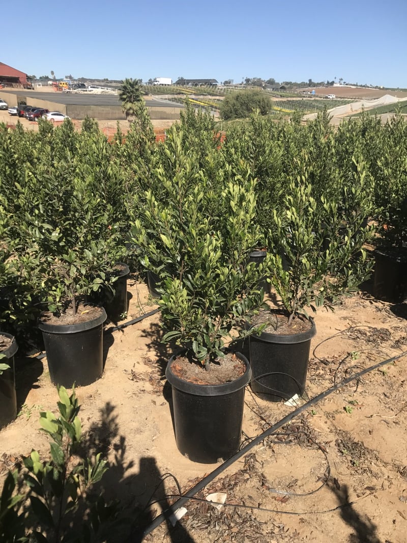 Photo for Prunus caroliniana 'Compacta' (Compact Carolina Cherry Laurel)