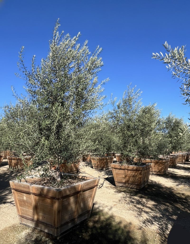 Photo for Olea europaea 'Swan Hill' (Swan Hill Olive)