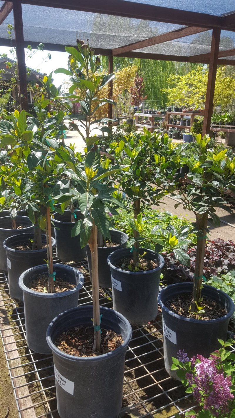 Photo for Gardenia jasminoides (Standard) (Gardenia)