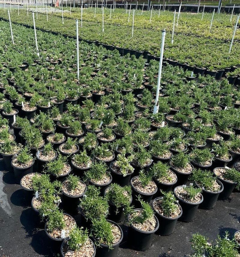 Photo for Rosmarinus officinalis (Rosemary)