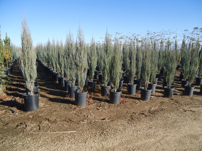 Photo for Juniperus scopulorum 'Skyrocket' (Skyrocket Juniper)