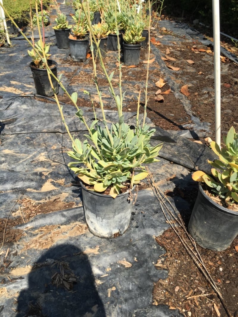 Photo for Cistanthe grandiflora (Rock Purslane)