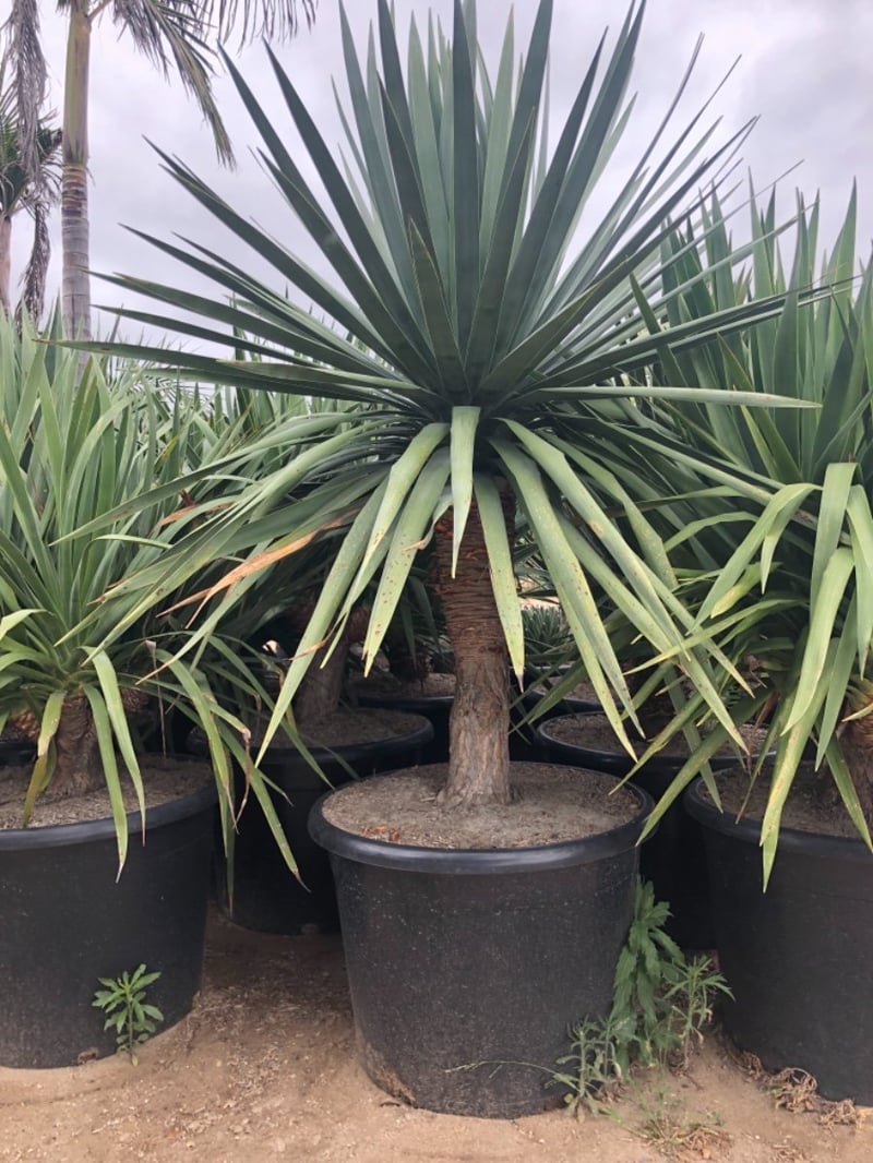 Photo for Dracaena draco (Dragon Tree)