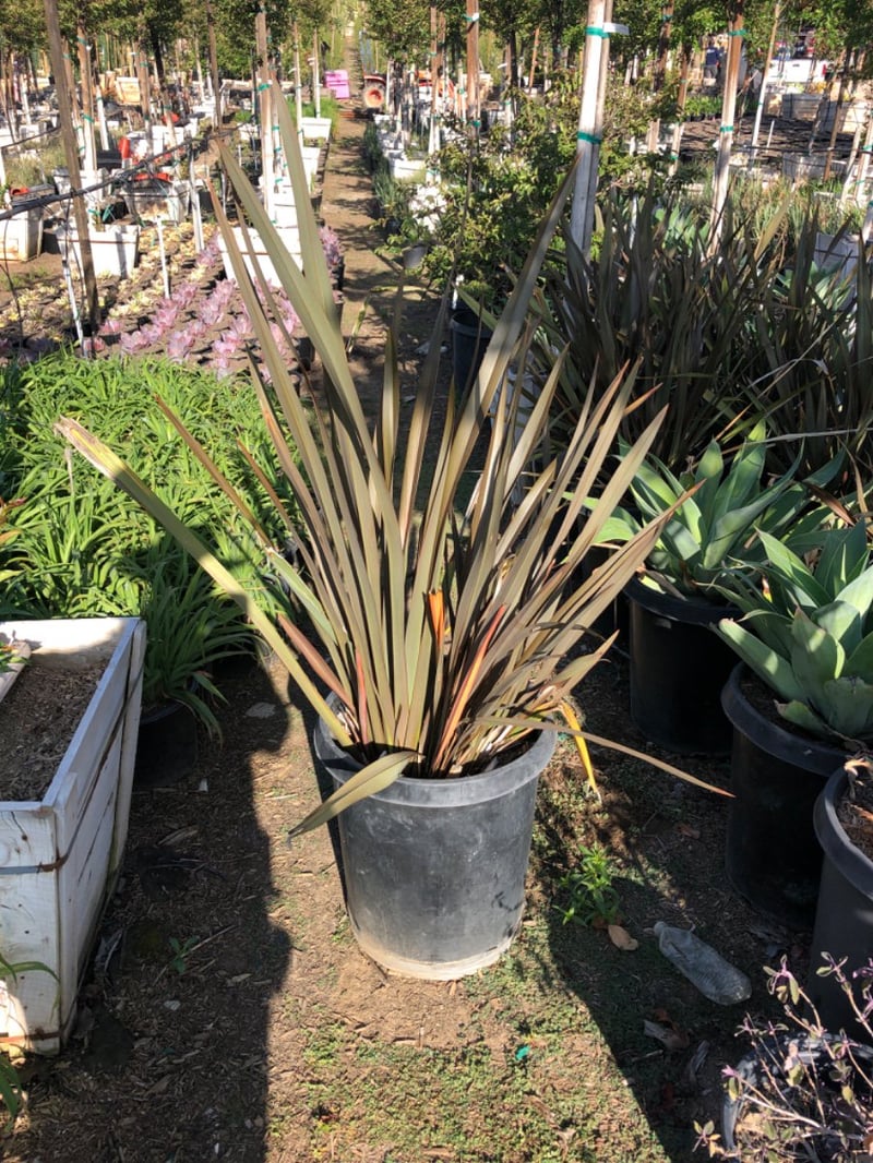 Photo for Phormium tenax ‘Bronze’ (Bronze New Zealand Flax)