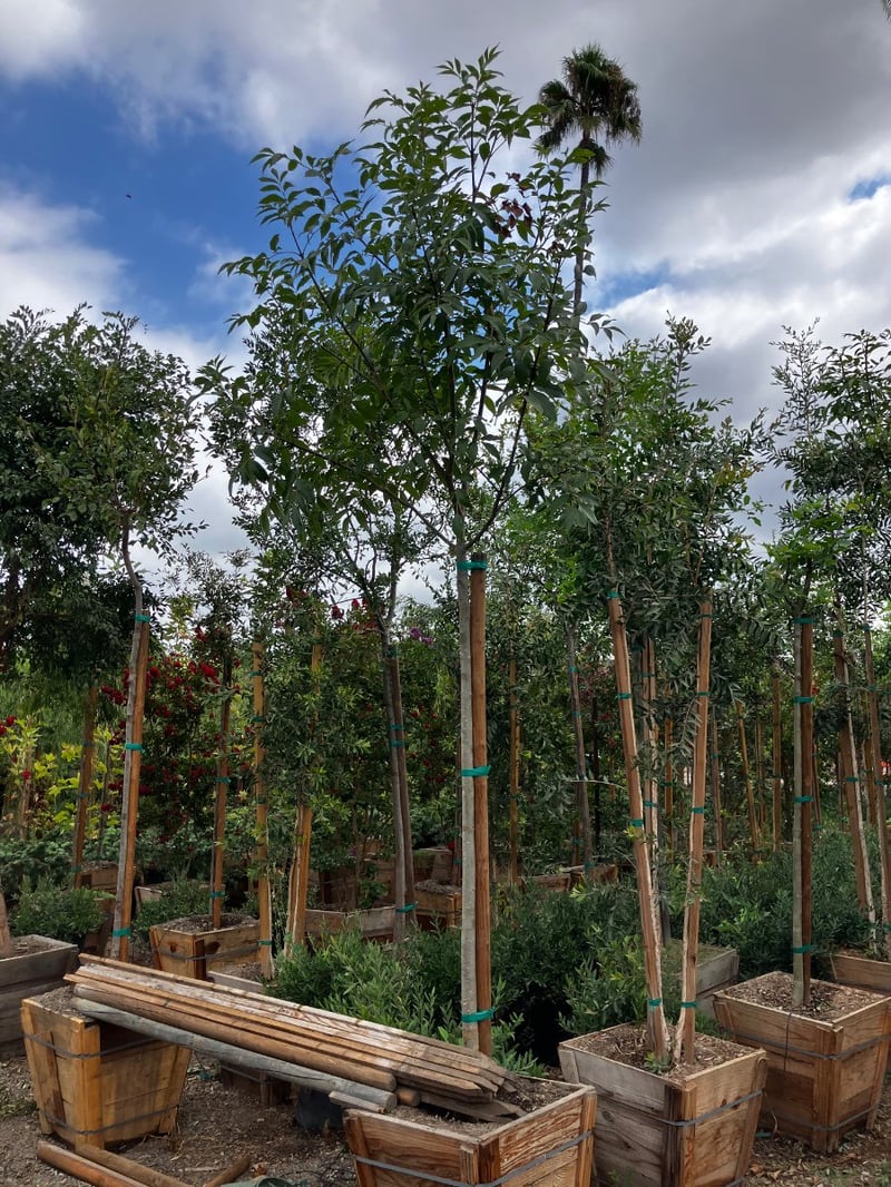 Photo for Fraxinus uhdei (Standard) (Shamel Ash, Evergreen Ash)