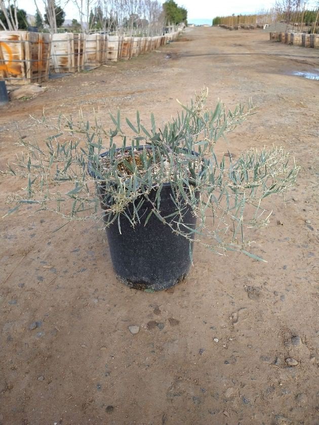 Photo for Acacia redolens 'Desert Carpet' (Desert Carpet Prostrate Acacia)