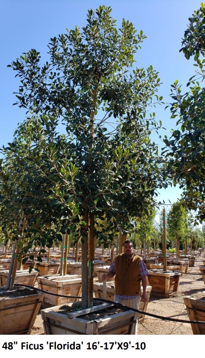 Photo for Ficus rubiginosa australis 'Florida' (Florida Rustyleaf Fig)